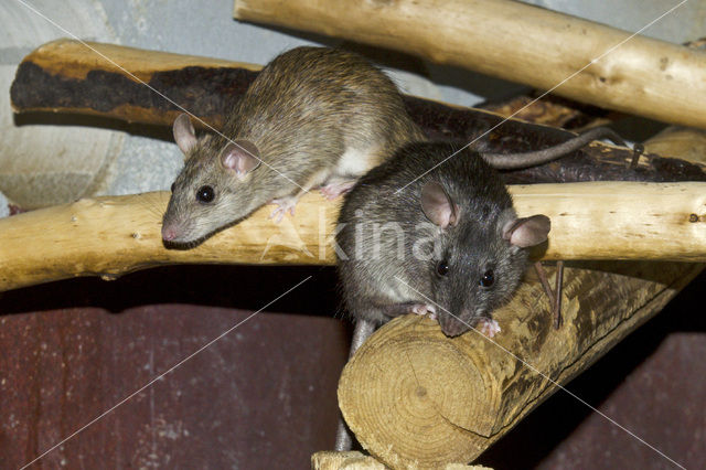 Zwarte rat (Rattus rattus)