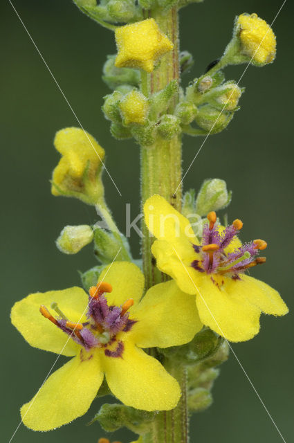 Zwarte toorts (Verbascum nigrum)