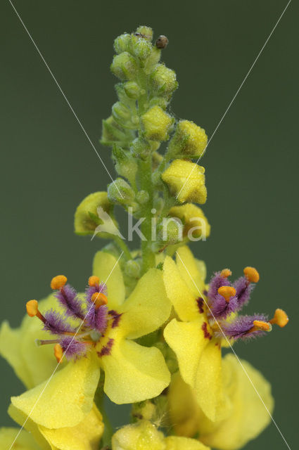 Zwarte toorts (Verbascum nigrum)