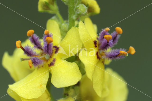 Dark Mullein (Verbascum nigrum)