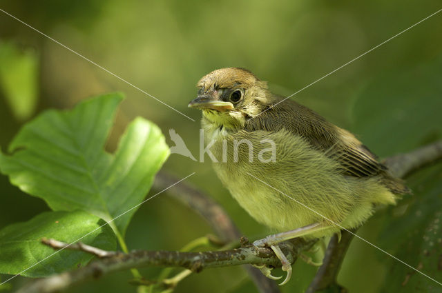 Blackcap (Sylvia atricapilla)