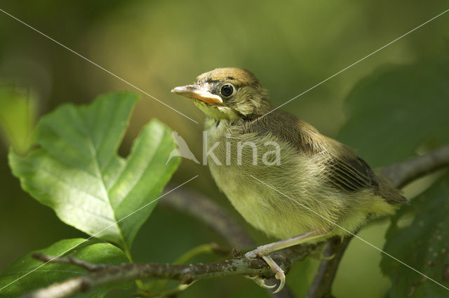 Blackcap (Sylvia atricapilla)