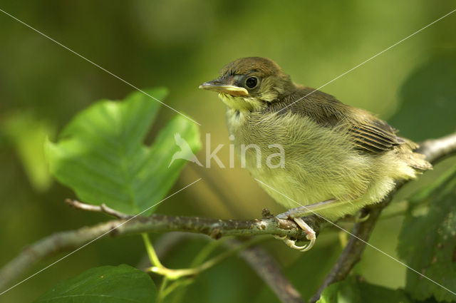 Blackcap (Sylvia atricapilla)