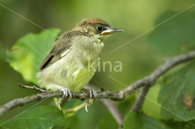 Blackcap (Sylvia atricapilla)