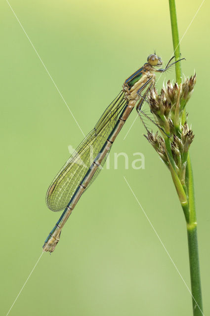 Zwervende pantserjuffer (Lestes barbarus)