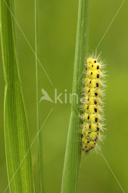 Zygaena ephialtes