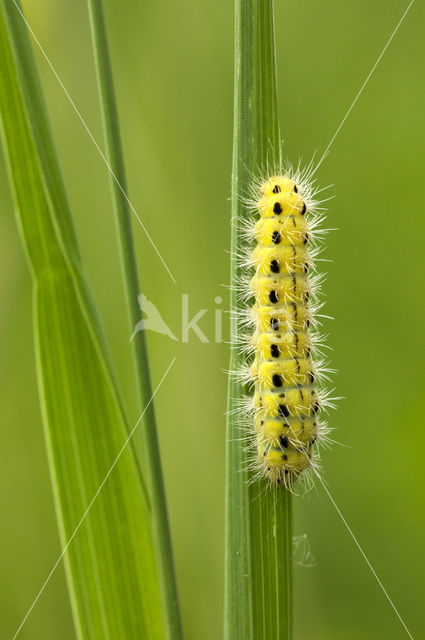 Zygaena ephialtes