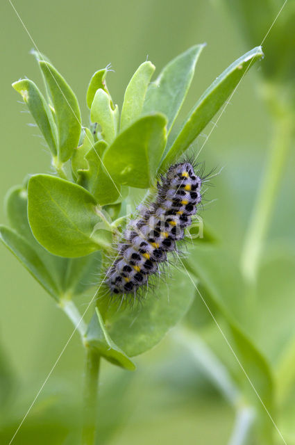 Zygaena lonicerae