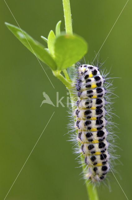 Zygaena lonicerae