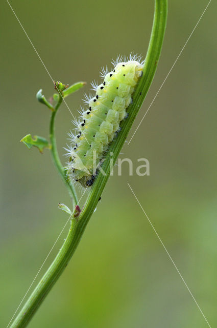 Zygaena loti