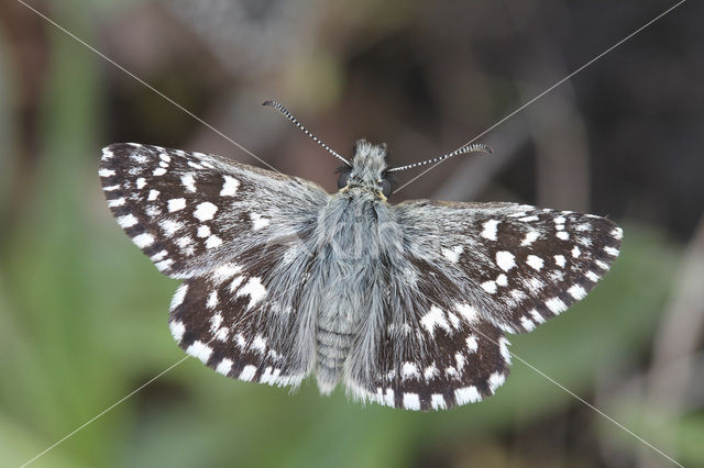 Grizzled Skipper (Pyrgus malvae)