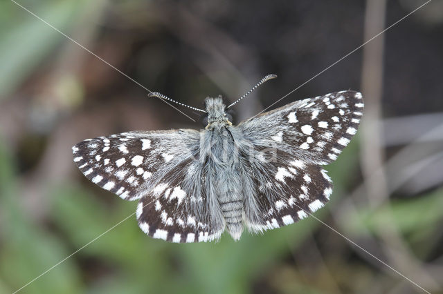 Grizzled Skipper (Pyrgus malvae)