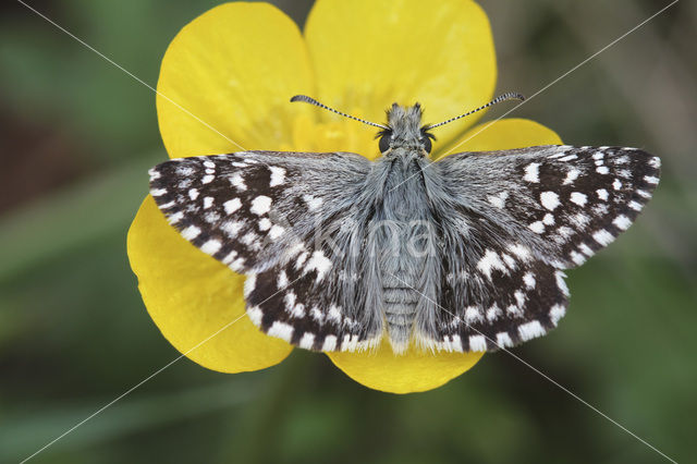 Grizzled Skipper (Pyrgus malvae)