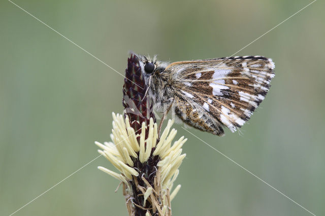 Grizzled Skipper (Pyrgus malvae)