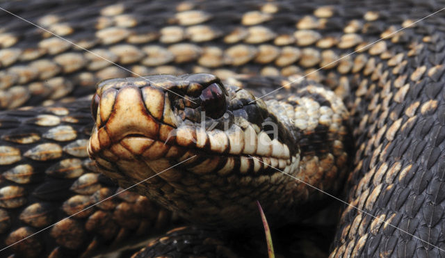 Adder (Vipera berus)