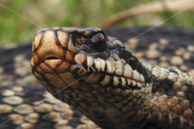 Common Viper (Vipera berus)