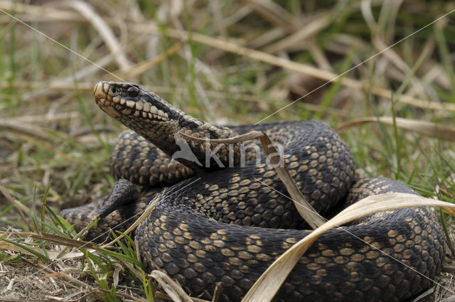 Common Viper (Vipera berus)