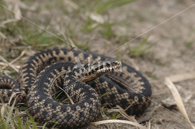 Common Viper (Vipera berus)