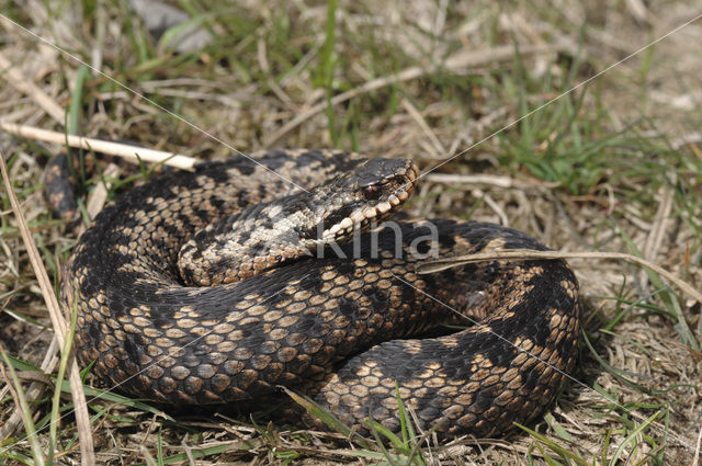 Common Viper (Vipera berus)