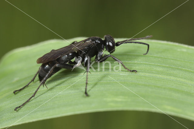 Anoplius nigerrimus