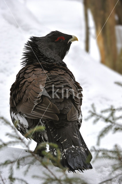 Eurasian Capercaillie (Tetrao urogallus)