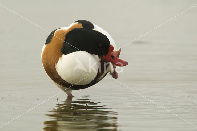 Bergeend (Tadorna tadorna)