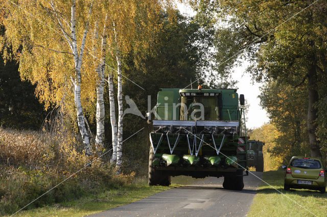 Birch (Betula)