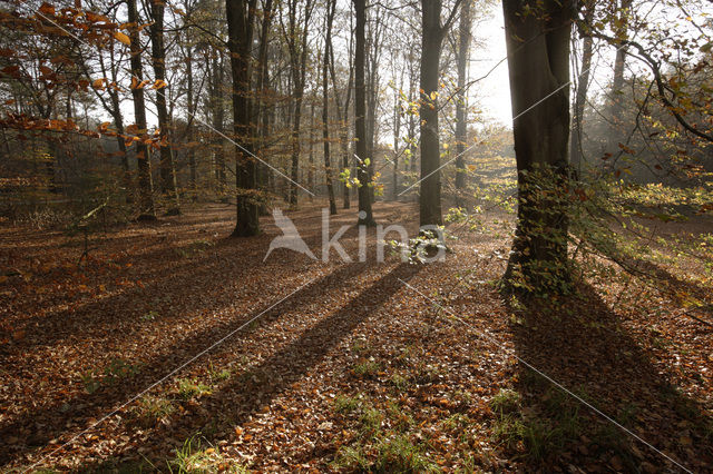 Beuk (Fagus spec.)