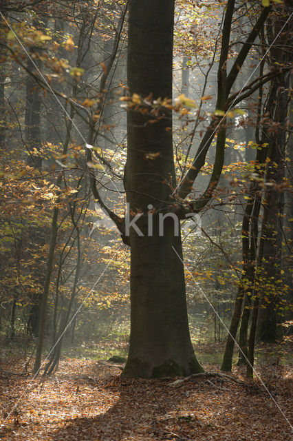 Beech (Fagus spec.)