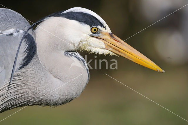 Grey Heron (Ardea cinerea)