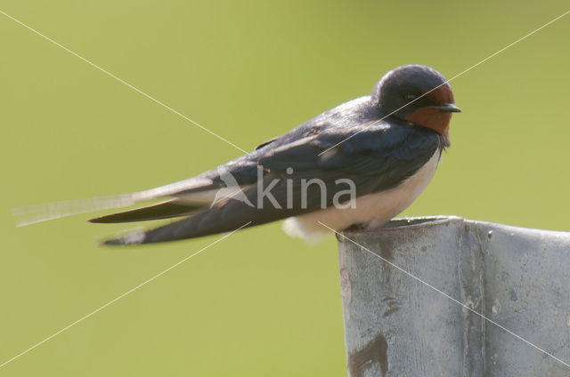 Barn Swallow (Hirundo rustica)