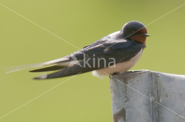 Boerenzwaluw (Hirundo rustica)