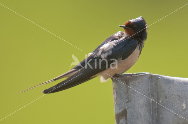 Boerenzwaluw (Hirundo rustica)