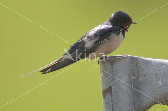 Boerenzwaluw (Hirundo rustica)