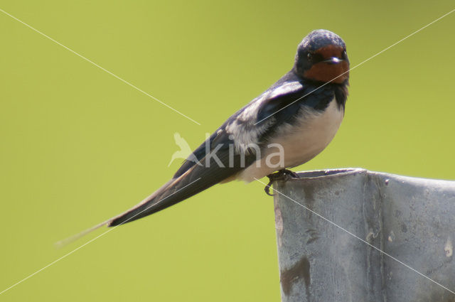 Boerenzwaluw (Hirundo rustica)