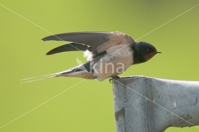 Boerenzwaluw (Hirundo rustica)