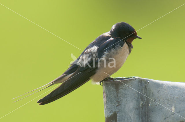 Boerenzwaluw (Hirundo rustica)