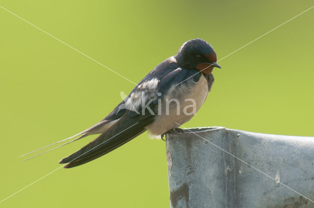 Boerenzwaluw (Hirundo rustica)