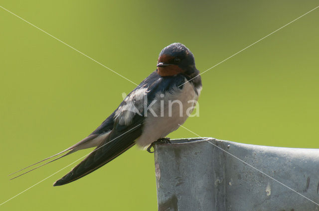 Barn Swallow (Hirundo rustica)