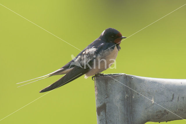 Barn Swallow (Hirundo rustica)