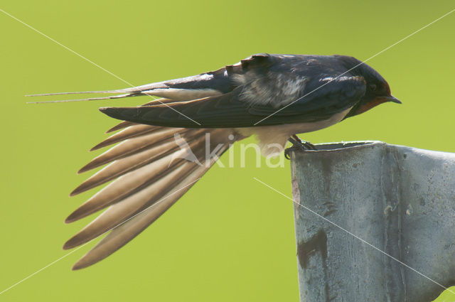 Barn Swallow (Hirundo rustica)