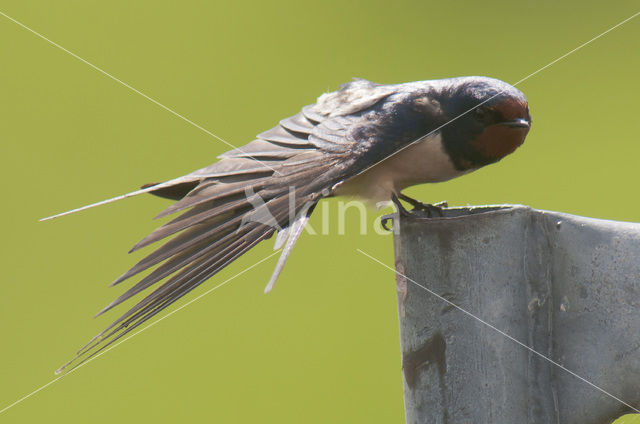 Barn Swallow (Hirundo rustica)