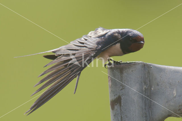 Barn Swallow (Hirundo rustica)