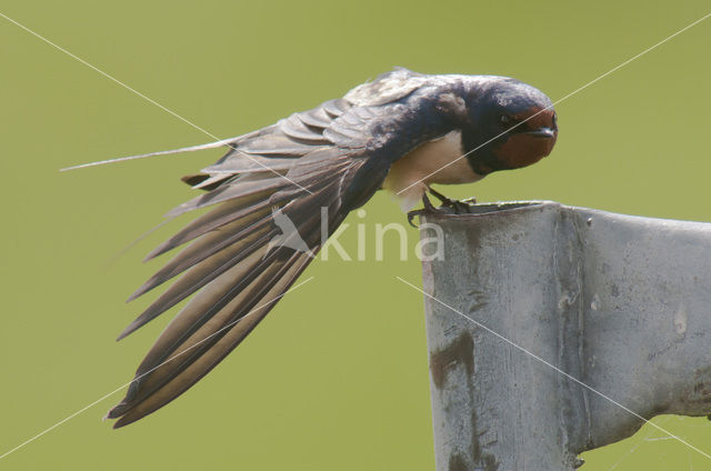 Barn Swallow (Hirundo rustica)