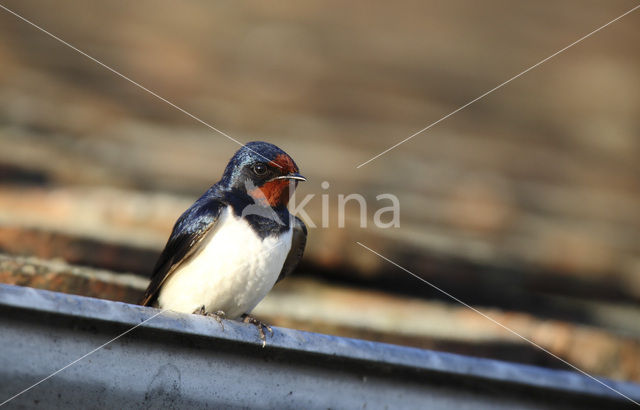 Boerenzwaluw (Hirundo rustica)