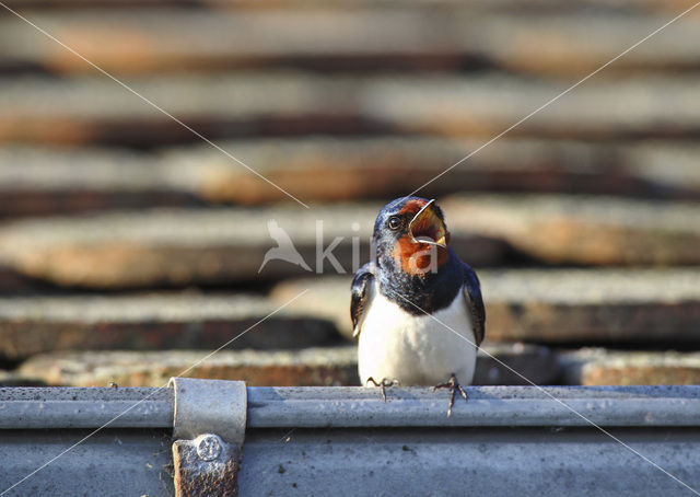 Boerenzwaluw (Hirundo rustica)