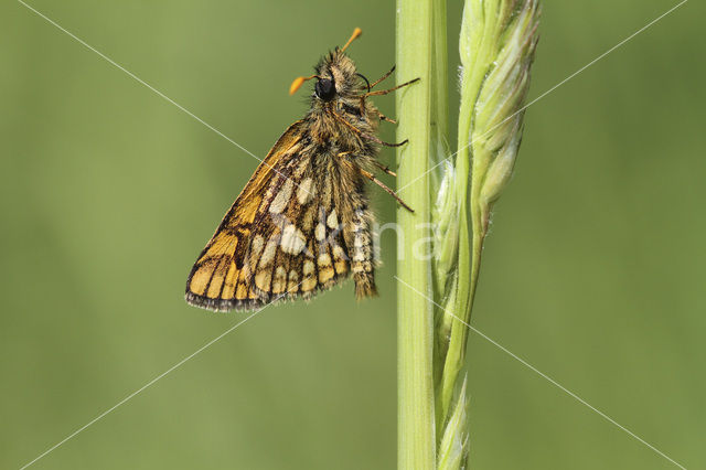 Bont dikkopje (Carterocephalus palaemon)