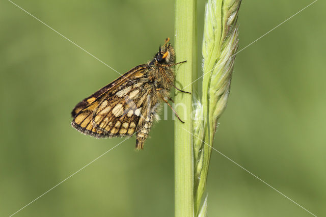 Chequered Skipper (Carterocephalus palaemon)