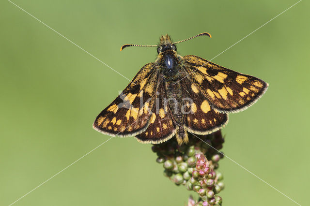 Bont dikkopje (Carterocephalus palaemon)