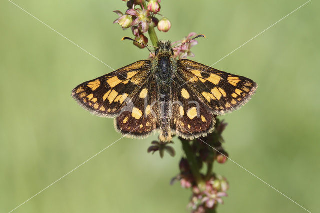 Bont dikkopje (Carterocephalus palaemon)